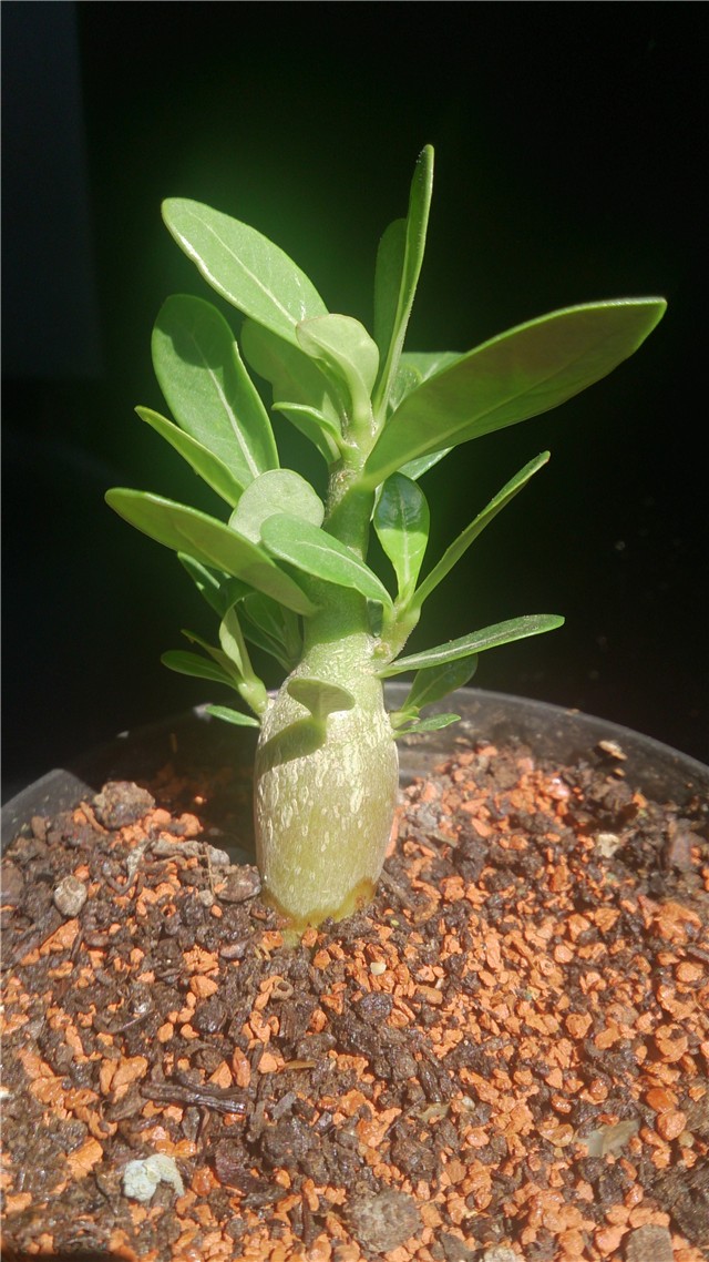 Adenium obesum pincirani